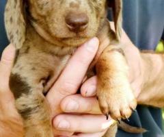 Dapple Dachshund miniature puppies available