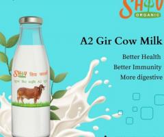 Buy Bilona Gir Cow Ghee & Desi cow milk online 100% pure