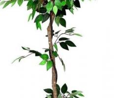 Artificial Ficus Trees