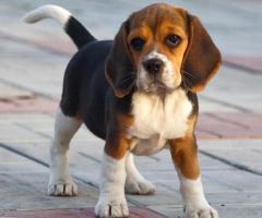 Adorable Beagle Puppies from Reputable Beagle Breeders in Florida