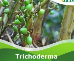 Buy now Trichoderma Harzianum 1% WP at Peptech Biosciences Ltd