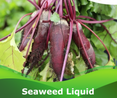 Get now Seaweed liquid 20% at Peptech Biosciences Ltd