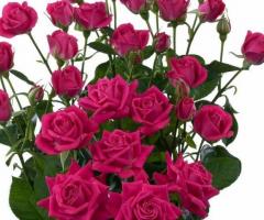 Finest Bulk Flowers in Miami for Your Every Occasion!