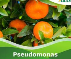 Get Best Pseudomonas fluorescens at Peptech Biosciences Ltd