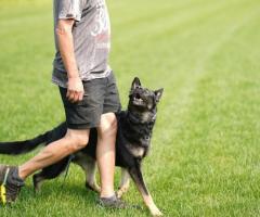 Shape Positive Behaviors: Expert Dog Behavior Training Services