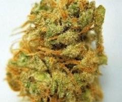 Buy Harlequin Marijuana strain Online