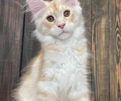 Healthy Maine Coon Kittens For adoption and Rehoming