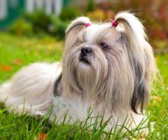 Shih Tzu Puppies For Sale in India