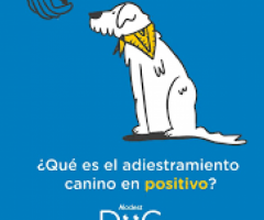 hospital veterinario tlajomulco de zuñiga modest dog