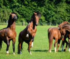 Understanding Horse Behaviors: Insights from Equitopia Center
