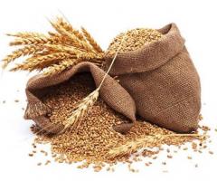 Wheat Suppliers