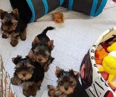 Adorable tea cup yorkie puppies for sale - 1