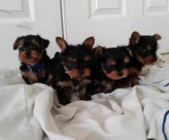 Adorable tea cup yorkie puppies for sale