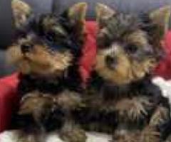 Super cute tea cup yorkie puppies for sale