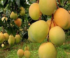 Buy Your Dream Mango Tree Online with New Nees Plant