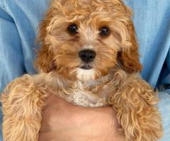Adorable cavapoo puppy available.