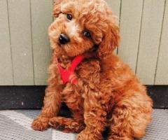 Beautifull poodle puppy available. - 1