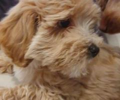 Lovely Maltipoo puppy available.