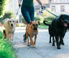 Paws & Paths: Derby's Premier Dog Walking Delight!