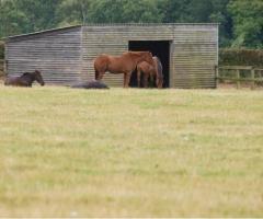Mobile Horse Field Shelter: A Safe Haven for Your Equine Friends