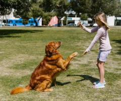 Get Your Legit Psychiatric Service Dog in California? - 1