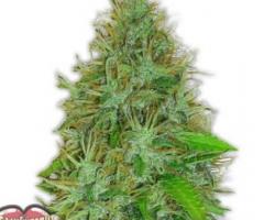 Check out the best seed bank to buy cannabis seeds online at a discounted price