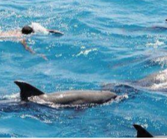 Mango Ausflug - Ägypten mit Delfinen schnorcheln