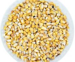 Nutrite il vostro bestiame in modo naturale con i cereali integrali secchi di mais Beikircher 