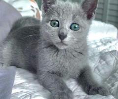 playful russian blue kittens for sale