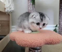 beautiful munchkin kittens for sale