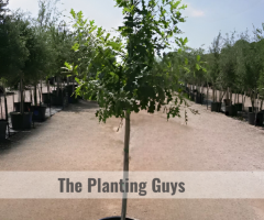 Trees for Sale in Brampton | The Planting Guys - 1