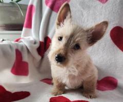 Scottie Dog- Scottish Terrier Puppies For Sale In Georgia - 1