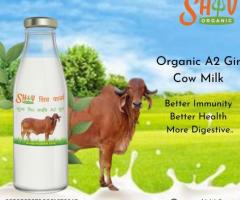 Top Desi Cow Milk & A2 Bilona ghee at best price - 1