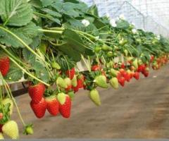 Procure the lightweight, reusable, and 100% organic growing bags for strawberries
