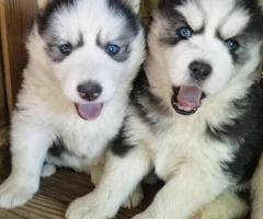 Male and female husky puppies available for adoption