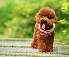 Poodle Puppies For Sale In India - Premium Pet House