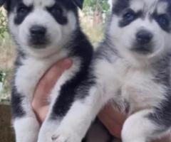 Husky puppies available for adoption