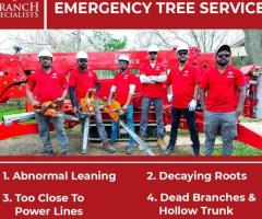 What are the benefits of hiring a professional tree service in Buffalo, NY?