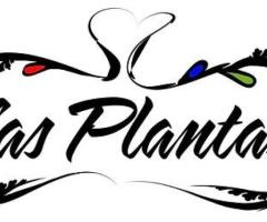 Las Plantas - 1