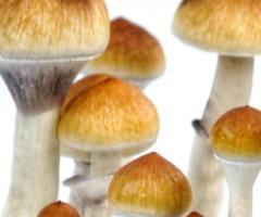 Buy Mushrooms Online | Premium Quality Mushrooms