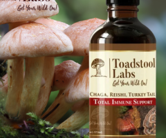 Buy Reishi and Turkey Tail for Herbal Benefits