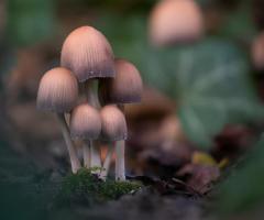 Unveiling the Journey of Psilocybin: From Timeless Rituals to Modern Healing - 1
