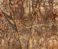 Exploring the Enduring Beauty of Rainforest Brown Marble in India - 1