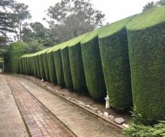 Expert Pruning Services in the Southern Highlands | Semms Property Services
