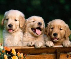 Labrador Retriever Puppies For Sale In India - 1