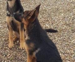 Secure Your Property with Experienced Guard Dogs For Sale