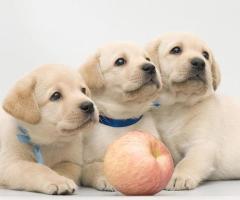 Labrador Retriever Puppies for sale in Pune