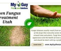 Say Goodbye to Lawn Fungus in Utah with My Guy Pest and Lawn
