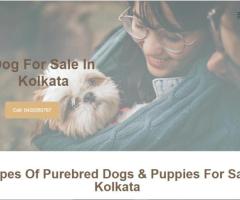 Best Puppy Dog Zone In Kolkata
