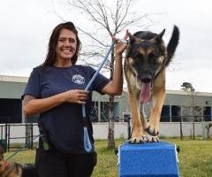 Transform Your Pooch with The Dog Academy: Premier Dog Training in Houston, Texas - 1